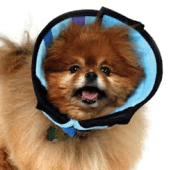 Comfy Cone & KVP Calmer Collar, North Asheville Vets