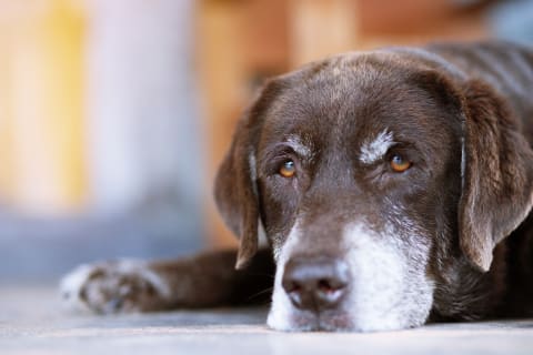 Heartworm disease in pets, Asheville Vet