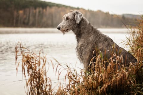 How to check for ticks on your pet, Asheville Vet