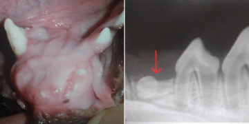 Missing Teeth in Dogs